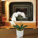 Life Like Potted Orchid
