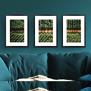 SET OF 3 FRAMES