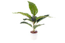 PHILODENDRON IN WHITE POT 48 CM