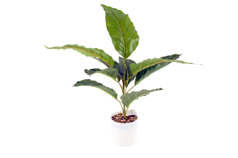 PHILODENDRON IN WHITE POT 48 CM
