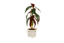 ARROWROOT REAL TOUCH PLANT IN CONCRETE POT 56CM