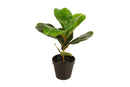 POTTED FIDDLE LEAF 33CM