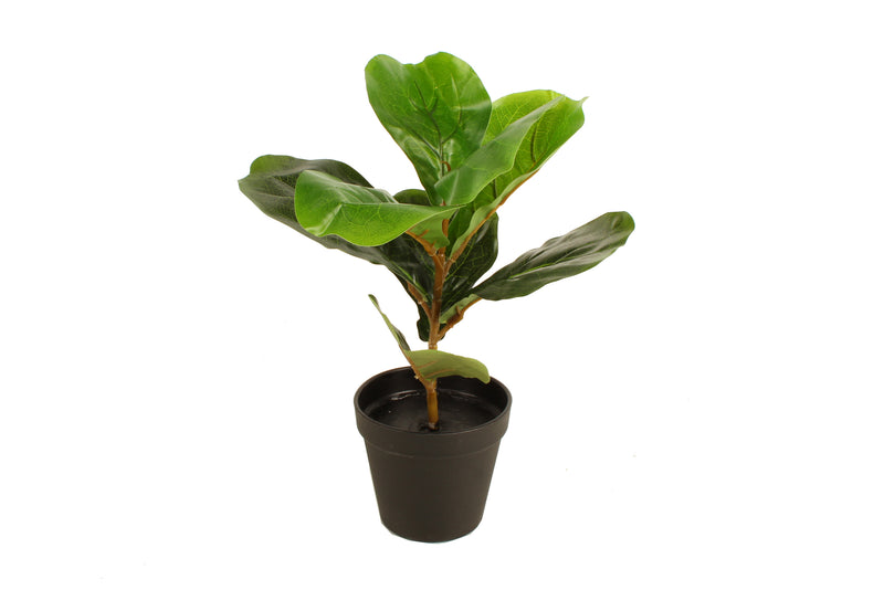 POTTED FIDDLE LEAF 33CM