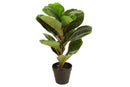 POTTED FIDDLE LEAF 45CM