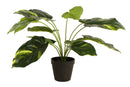 POTTED DEVILS IVY PLANT 45CM