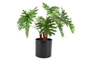 PHILODENDRON REAL TOUCH IN MELAMINE POT 40 CM