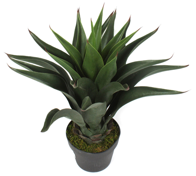 AGAVE IN POT 54CM