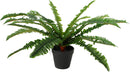 BOSTON FERN LEAVES IN PLASTIC POT 45CM