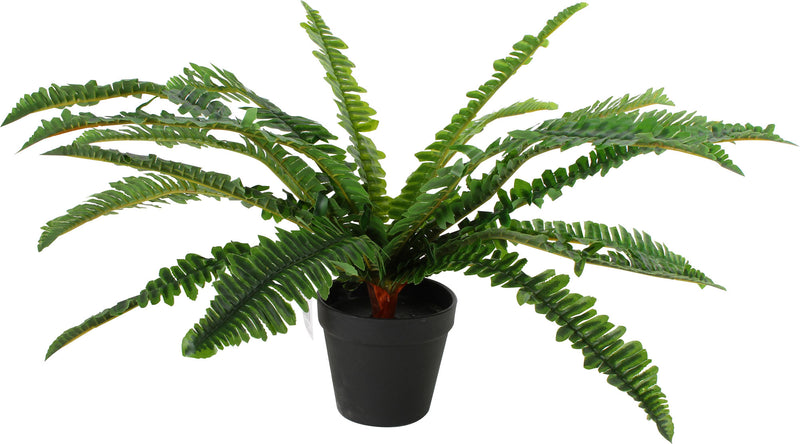 BOSTON FERN LEAVES IN PLASTIC POT 45CM