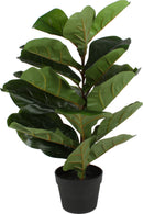 FIDDLE PLANT IN PLASTIC POT 70CM