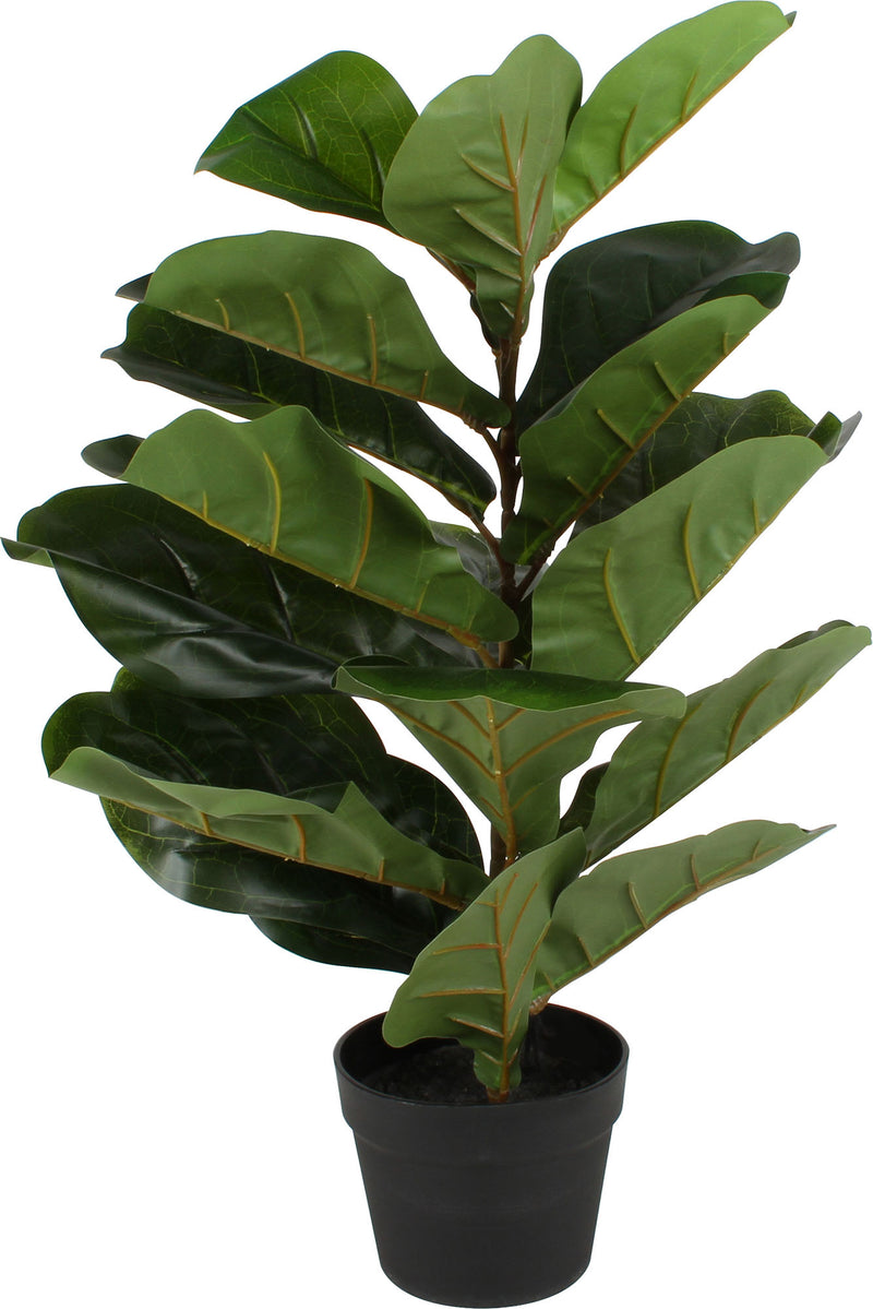 FIDDLE PLANT IN PLASTIC POT 70CM