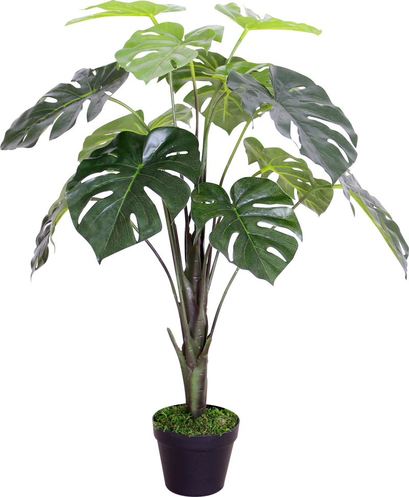 MONSTERA PLANT IN PLASTIC POT 70CM
