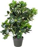 SCHEFFLERA  ARBORICOLA PLANT IN PLASTIC POT 60CM