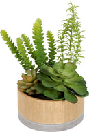 SENSI SUCCULENTS IN HEX POT 16CM