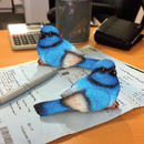 WESTWOOD FAIRY WREN PAPERWEIGHTS